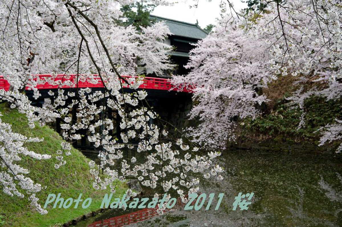 弘前城の桜